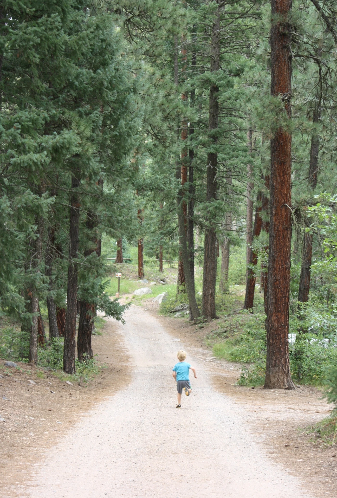 A small child running alone down a dirt path into a towering forest of pines