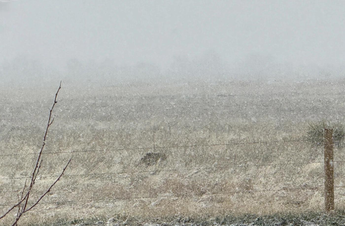 A barbed-wire fence and a bare branch in a snow-swept, fog-veiled field