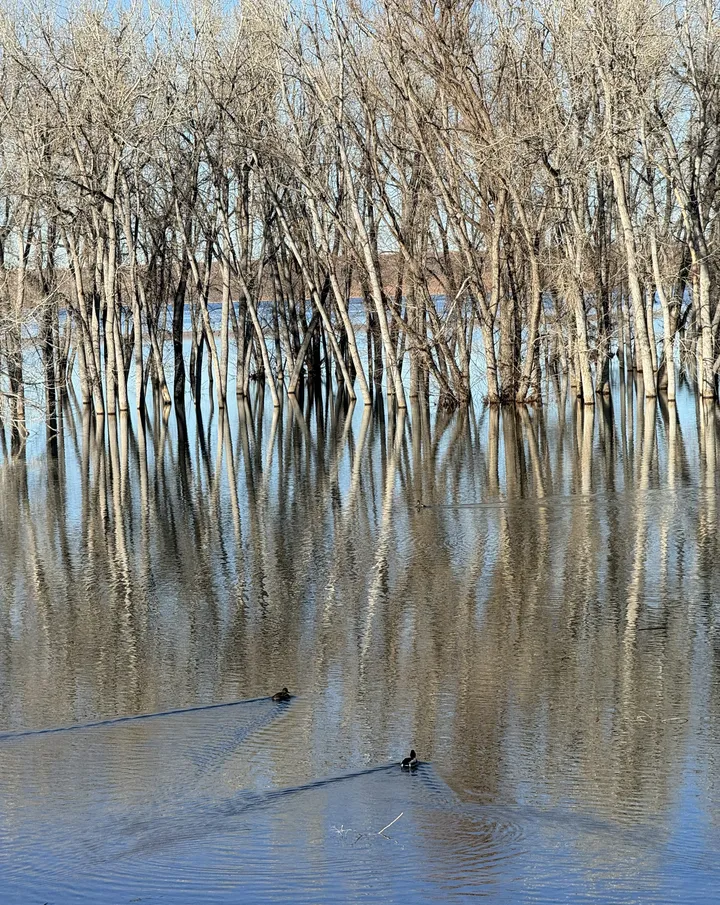 Bare winter trees standing in still floodwater, their trunks doubled in the reflection, two ducks trailing wakes across the surface