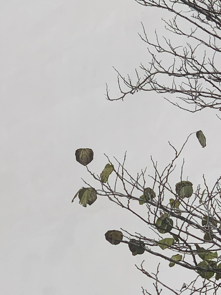 A few last leaves clinging to bare branches against a pale grey sky