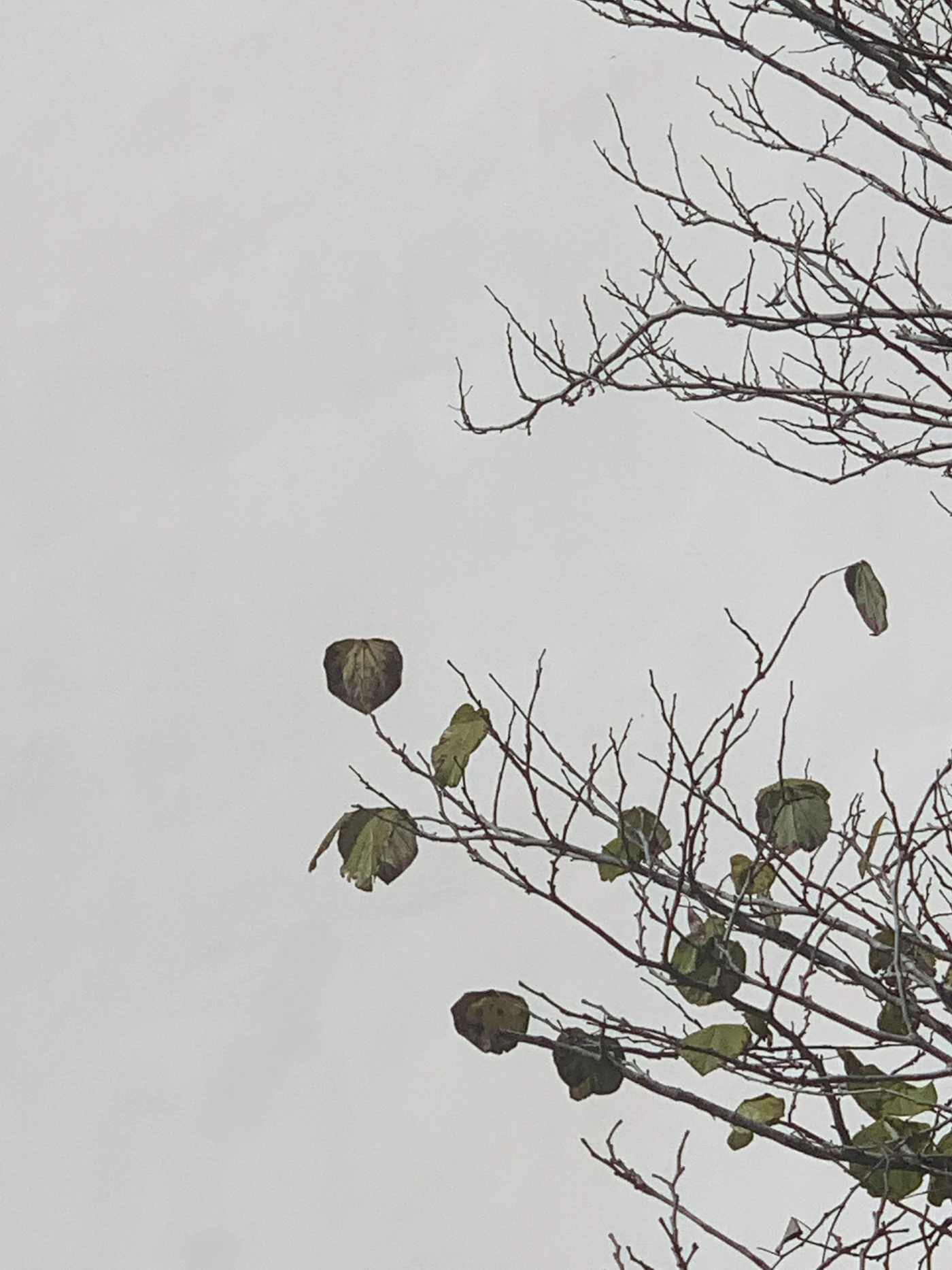 A few last leaves clinging to bare branches against a pale grey sky