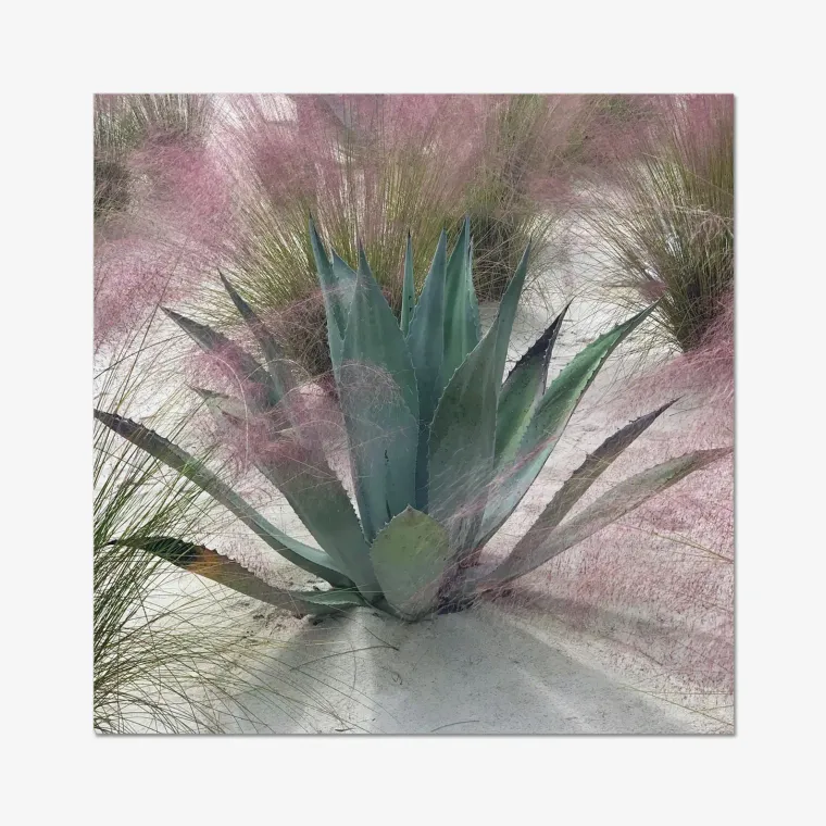 Soft Armor — a blue-green agave wrapped in pink muhly grass